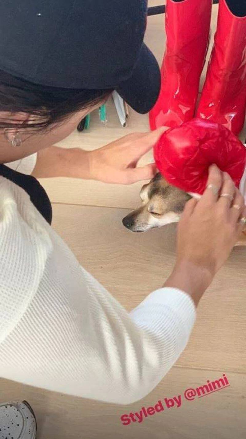 Priyanka Chopra gets her dog winter jacket for Rs 36,000