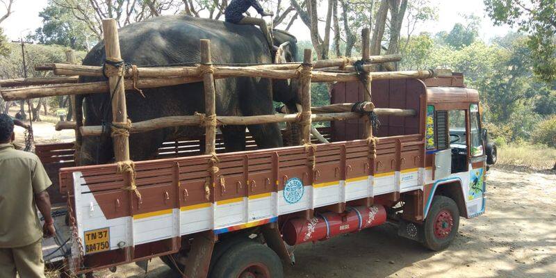 elephant chinna thambi may shift to another forest