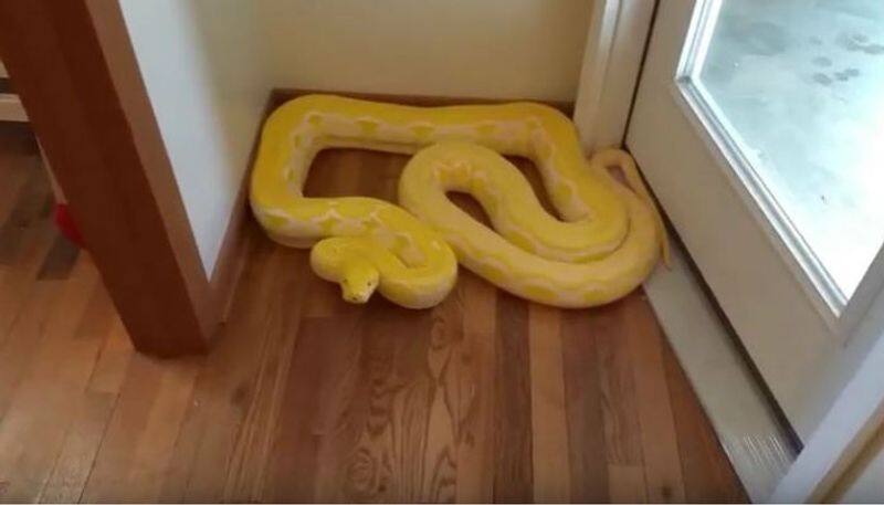 why snakes comes inside home and bathrooms