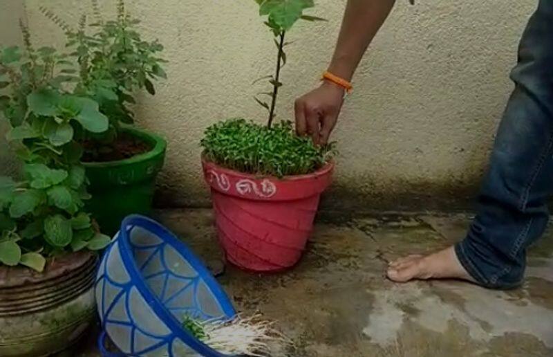 even we can grow plants in flowers pot