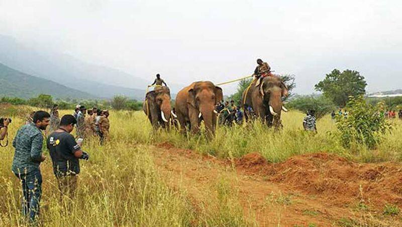 chinnathambi elephant again enter to village