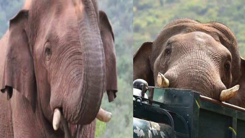 save chinnathambi elephant