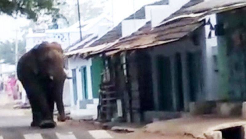 chinnathambi elephant again enter to village
