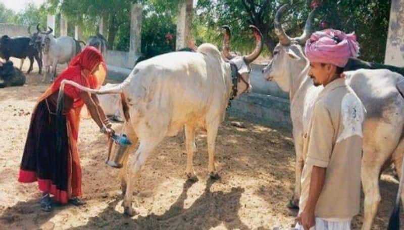 I don't have a corona because I drink cow urine every day ... BJP MP, controversial speech ..!