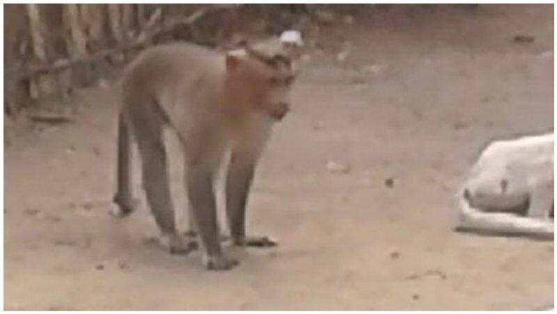 monkey's atrocity in a village