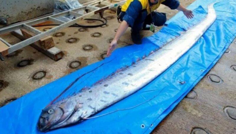 Found Oarfish japanese says it's the world will end