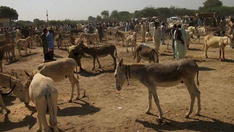 AK-47 and nuclear bombs are being sold at the donkey fair in Pakistan