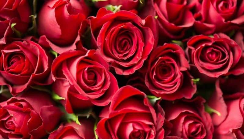 Rose Day to Valentine's Day: Have you planned your week yet?