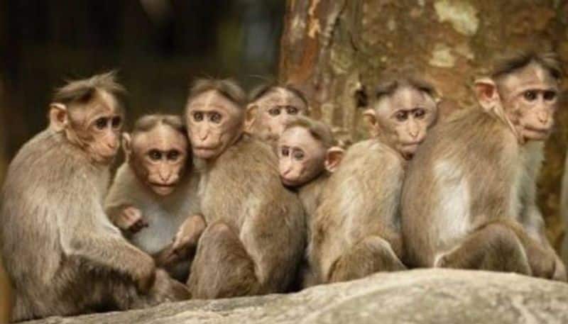 student rescue monkeys in yelagiri vellore district