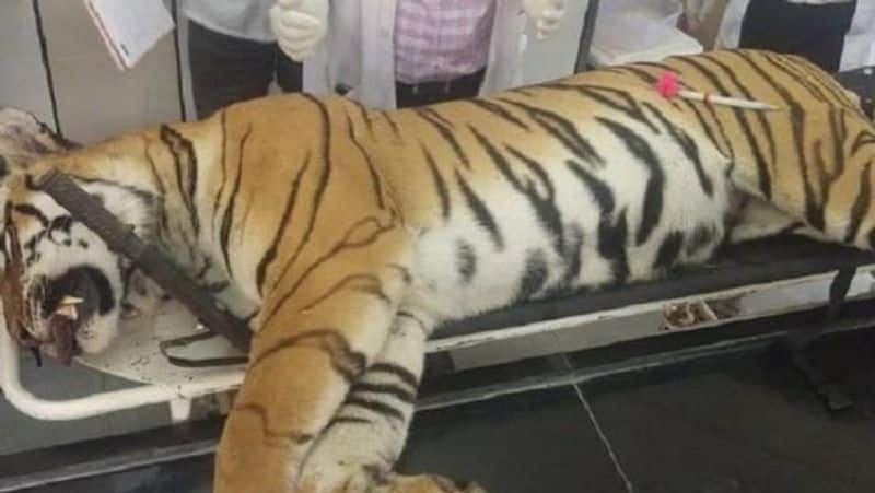 Tigress Avni killing Shooter gets clean chit from forest department closes Avni killing probe