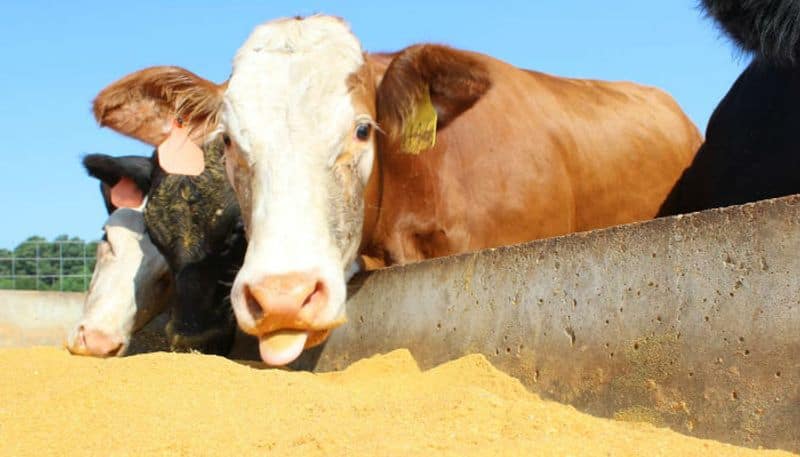 cow milk adulteration found in bangladesh