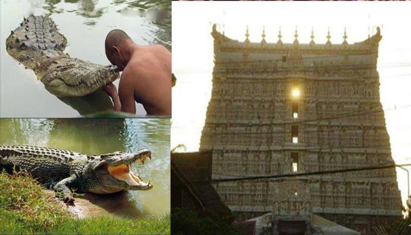 Babiya The vegetarian crocodile in Ananthapura Lake