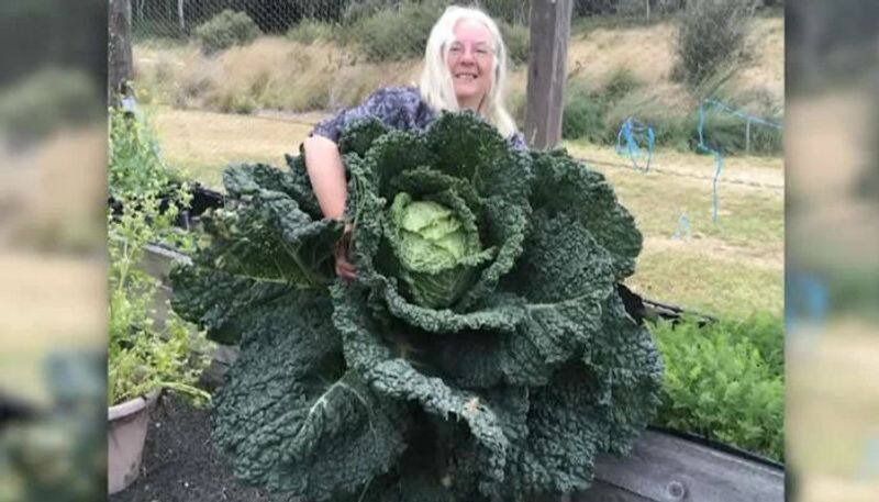 giant cabbage from kitchen garden