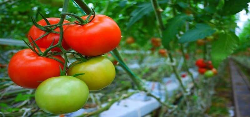 madhya-pradesh farmers taken big decision to not export tomato to Pakistan after pulwama attack