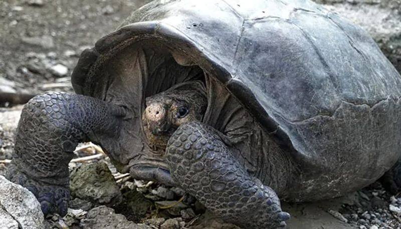 oldest tortoise died