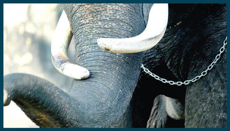 devaswom board gives relief for elephant jayaraj