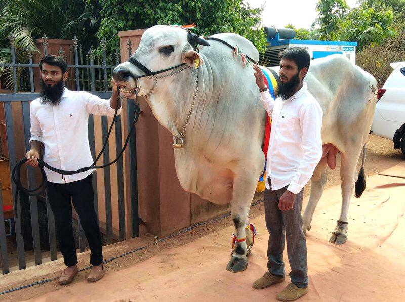 India Expensive Ox Sulthan scold at 15 Lakhs
