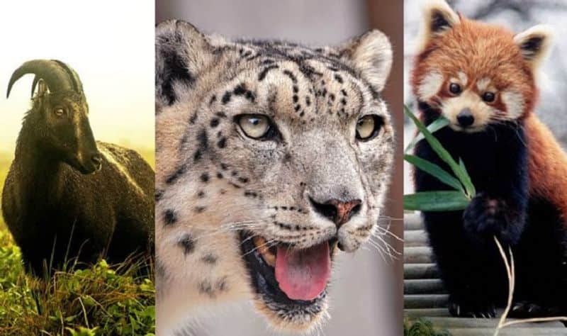 World Wildlife Day: Did you know the animal repping your state?
