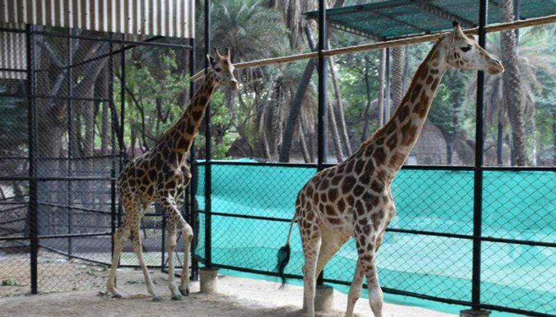 Hyderabad Nehru Zoological Park has received one pair of Giraffe