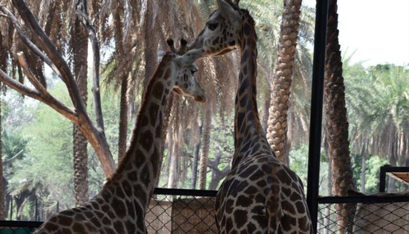 Hyderabad Nehru Zoological Park has received one pair of Giraffe