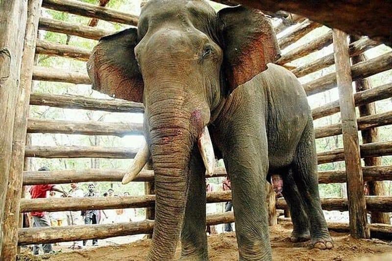 misconception about elephant musth