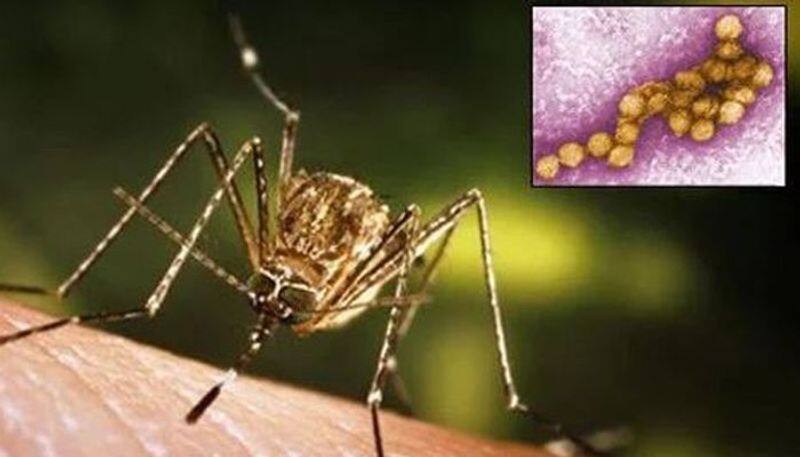 West Nile virus; how to rid mosquitoes from house