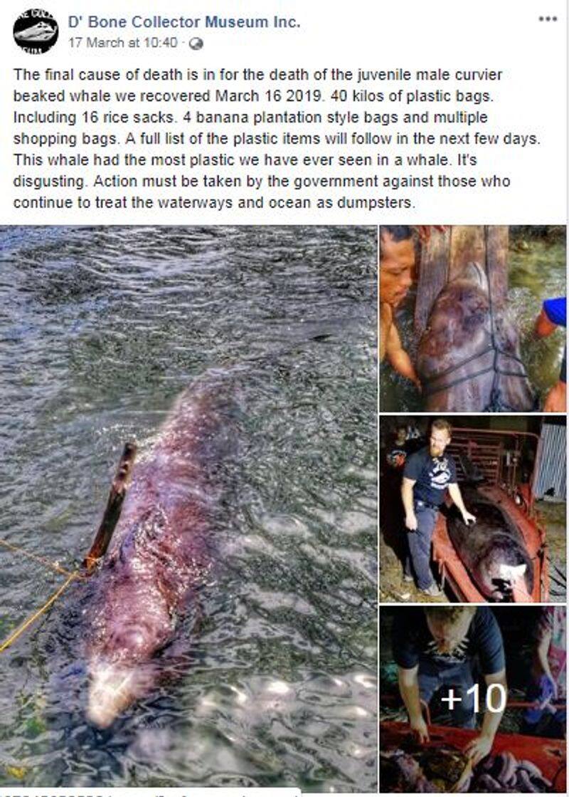 40Kg of plastic waste found inside dead whale
