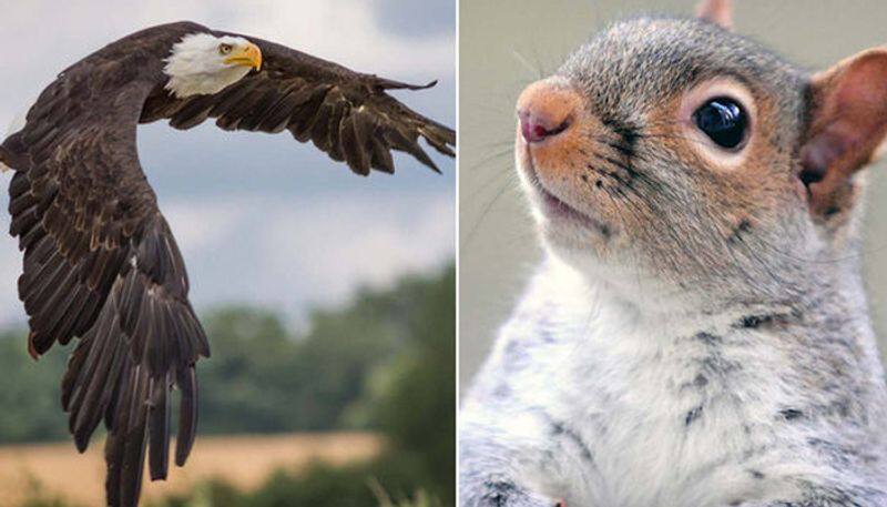 photographs of eagle-and-squirrel; photographer posted several photos of the standoff on Facebook