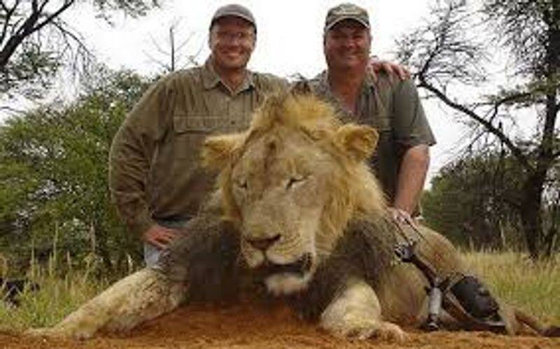 viral video man shooting lion