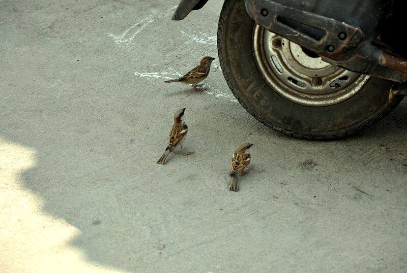 World sparrows day