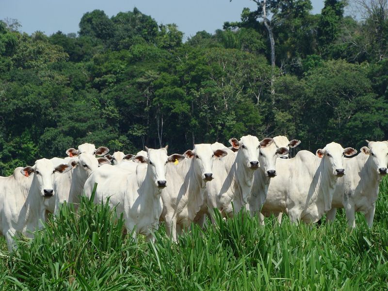 Cows only prevent earth from becoming a desert