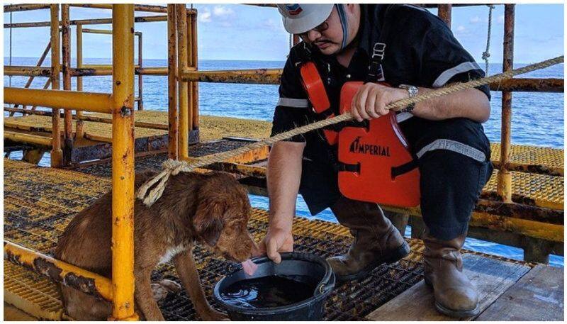 Dog rescued 220km from Thai coast by workers