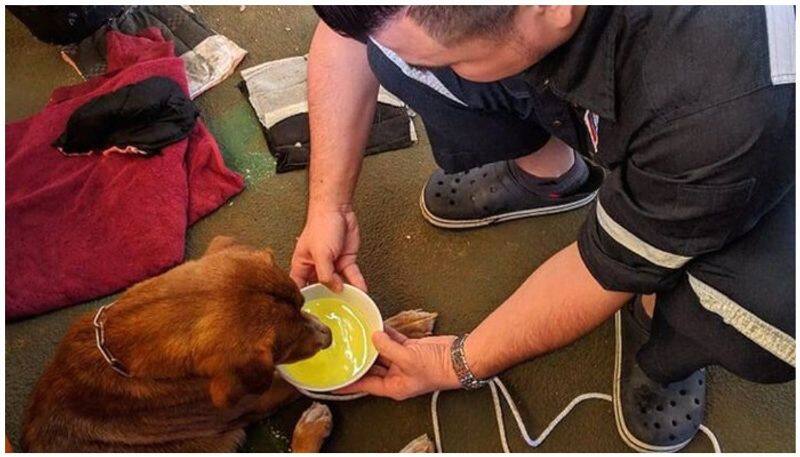 Dog rescued 220km from Thai coast by workers