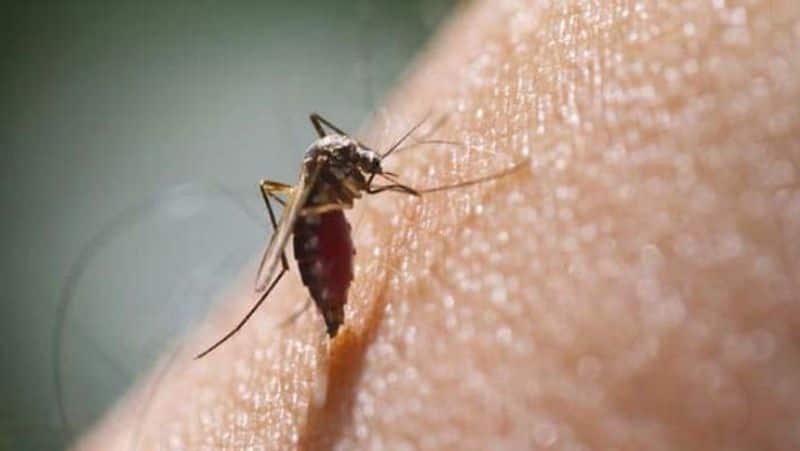 nilavembu kashayam is important for dengue