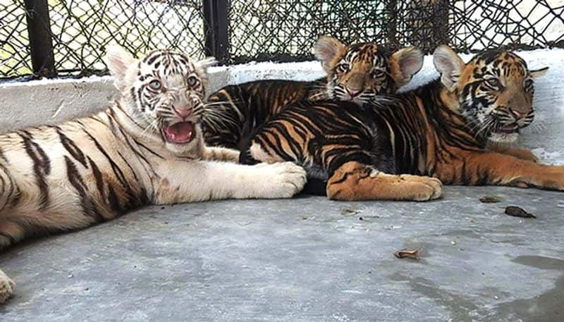 16 year old white tiger dies at Vandalur zoo. By Kidney disease