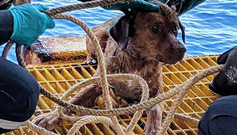 Meet the luckiest dog on earth, who got saved from drowning in deepsea