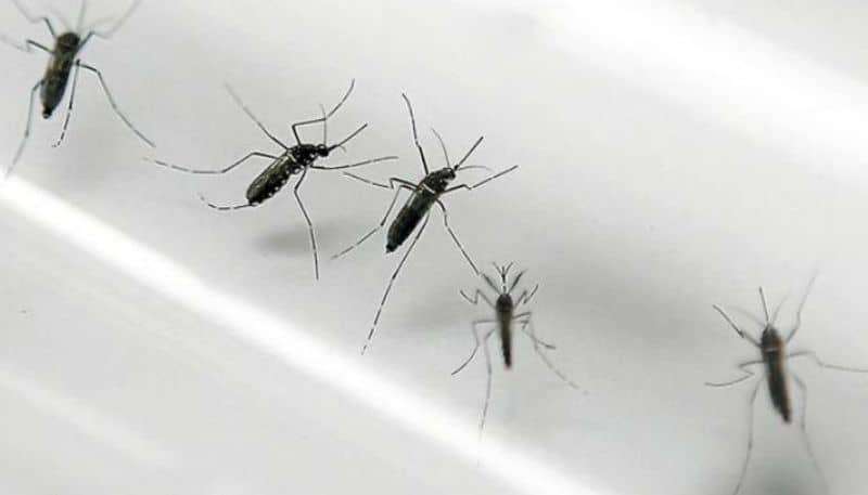 a few important information about mosquito