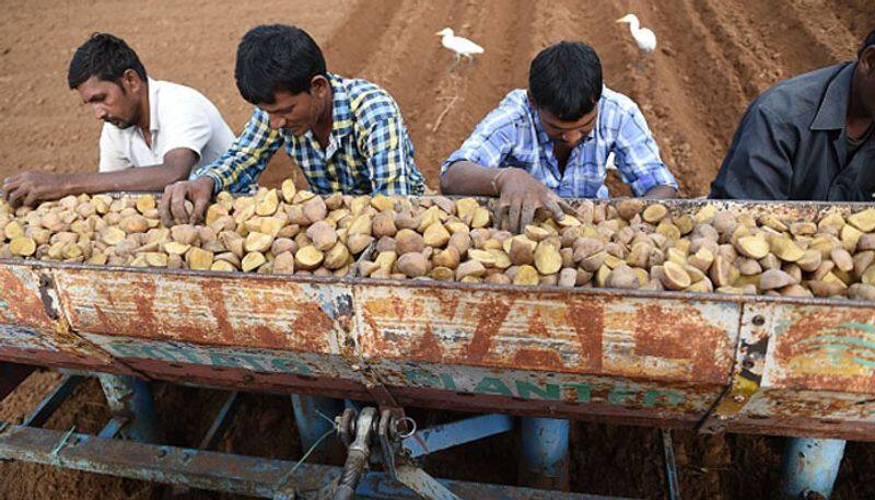 the story behind lays potato case and reasons behind Pepsi co vs Gujarat farmers case