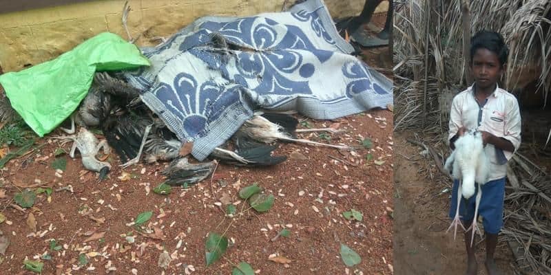 bird dead in koonthanfulam