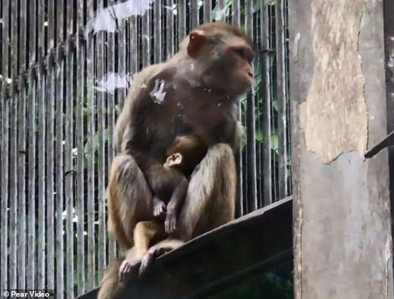 this monkey not ready to leave its dead baby