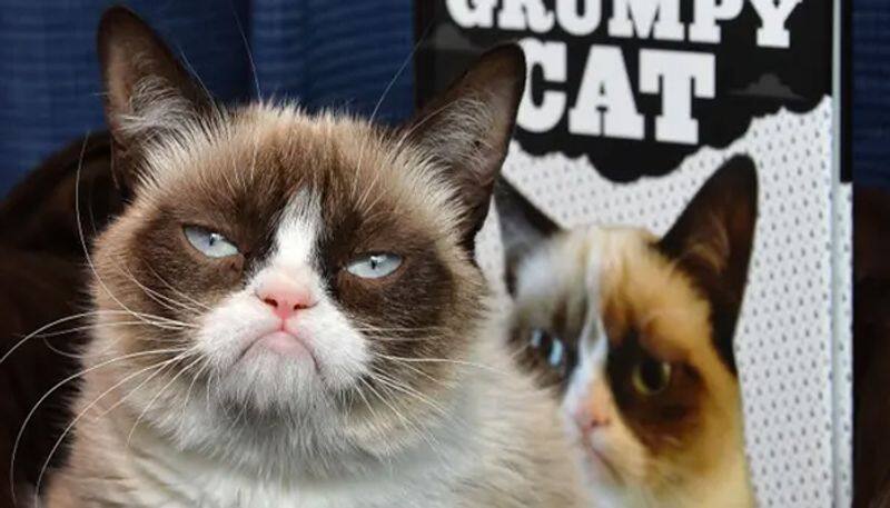 grumpy cat dies aged seven