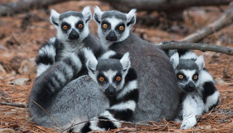 Teenager steals endangered lemur from zoo, faces hefty fine and jail term