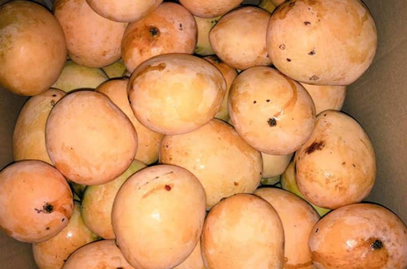 After 'Chunchu Nair', Social Media makes 'Menon Varikka' the jack fruit tree name viral