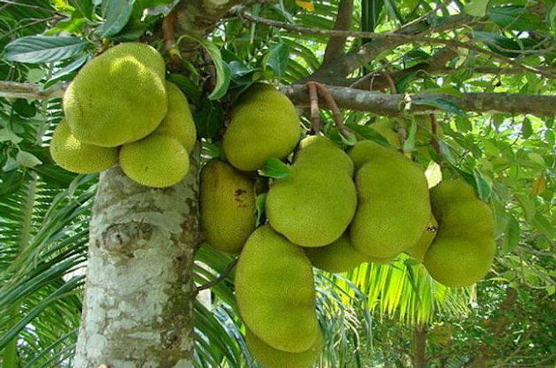 After 'Chunchu Nair', Social Media makes 'Menon Varikka' the jack fruit tree name viral