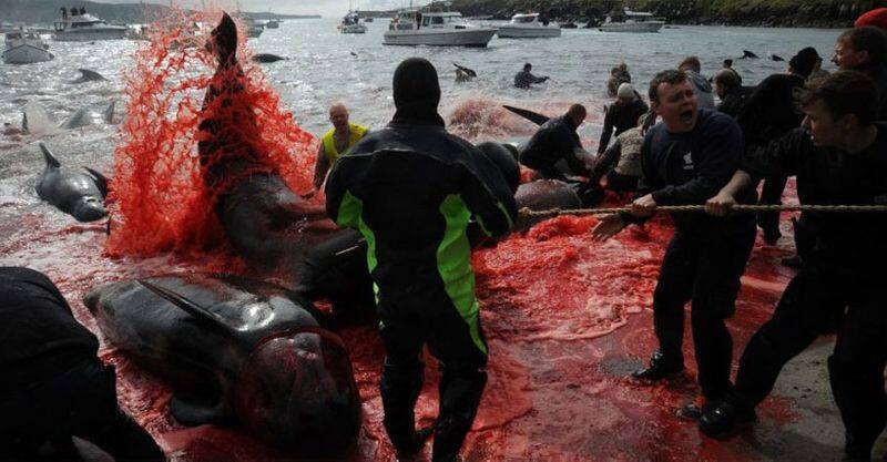 800 whales killed as part of celebration