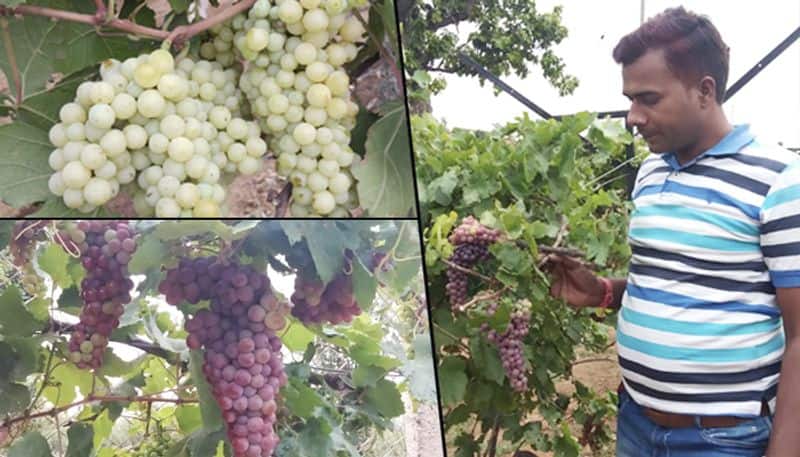 Chhattisgarh: Mainpat to grow temperate fruits, make nationwide presence