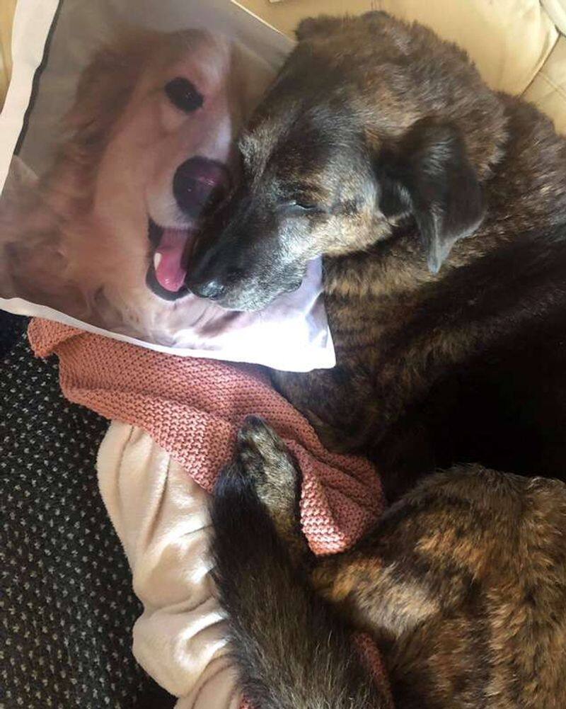 this dog hold the pillow printed his friends picture