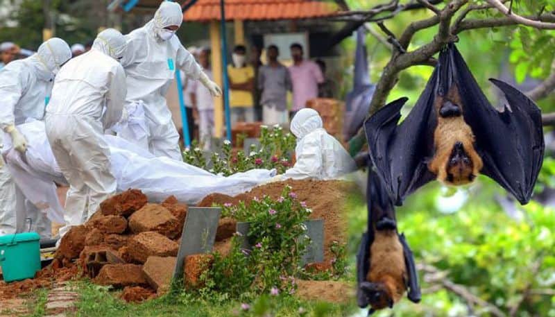 Kerala Nipah patient recovering 5 await test results