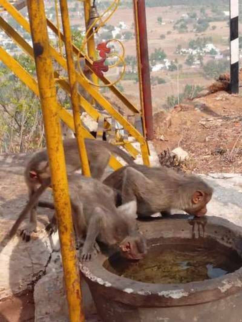 student rescue monkeys in yelagiri vellore district