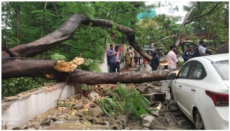 tree falls over pedestrian in kochi